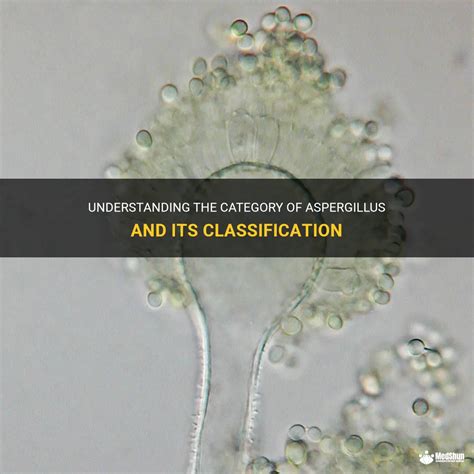 Understanding The Category Of Aspergillus And Its Classification Medshun