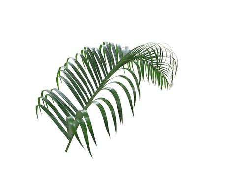 Premium Photo Concept Summer With Green Palm Leaf From Tropical Frond