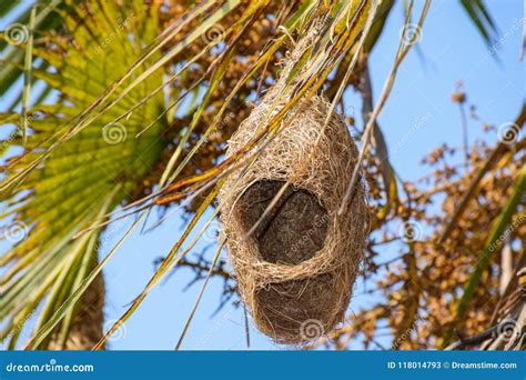 Tailor Bird Nest Under Construction Stock Image Image Of Background