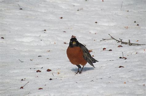 Mindfulness Birding Our Maine Big Year