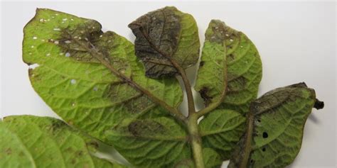 Solynta Develops Late Blight Resistant Potato Varieties Potato Business