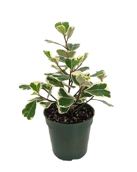 Rare Variegated Triangle Weeping Fig Ficus Triangularis Variegata 4 Pot