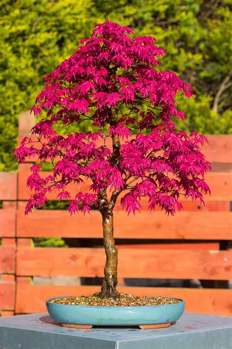 C Mo Cultivar Un Bons I De Arce Japon S