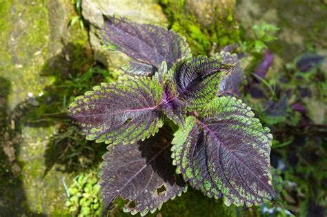 Two Tone Colour Of Coleus Rainbow Decorative Leaf Plant At Home Garden