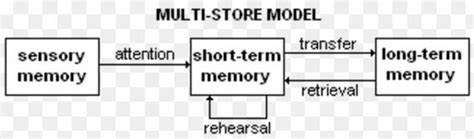 1 Multi Store Model Of Memory Flashcards Quizlet