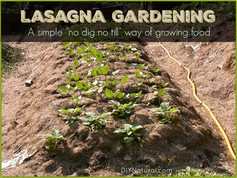 Lasagna Gardening What It Is And How To Set It Up