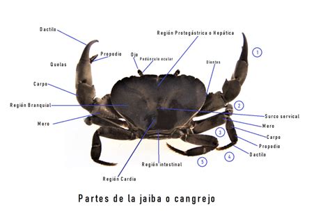 Facultativo Detector Tengo Una Clase De Ingles Anatomia Del Cangrejo