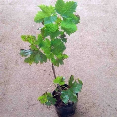 Grapevine Full Sun Exposure Black Grapes Plant, For Fruits at Rs 50 ...