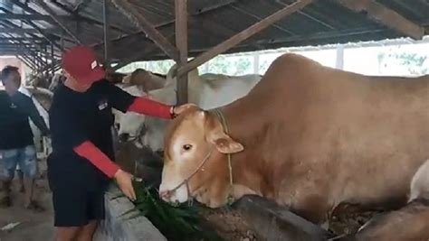 Lebih Utama Mana Kurban Sapi Atau Kambing Begini Menurut Mazhab Syafi