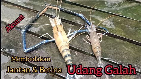 Akurat Cara Membedakan Udang Galah Jantan Dan Betina