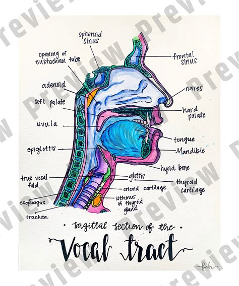 Vocal Tract Diagram Matte Poster - Etsy