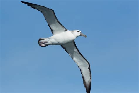 Albatross Symbolism: 7 Spiritual Meanings Of Albatross