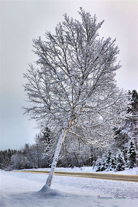 arbre francine 2022 coup de coeur Francyne Lauzé Flickr