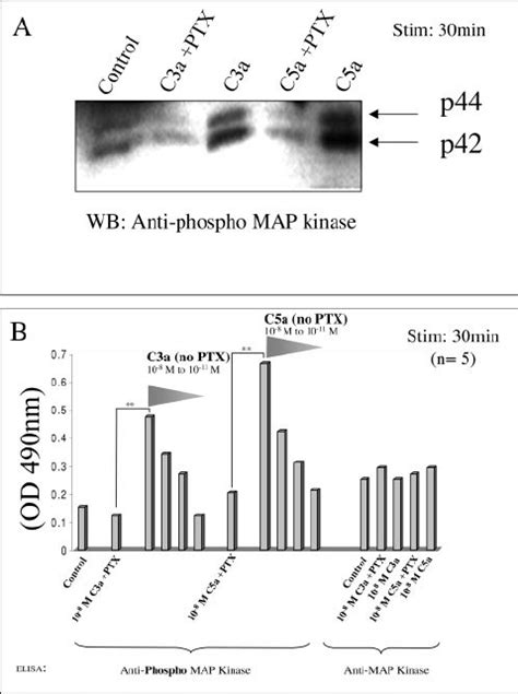 Study Of Erk MAP Kinase Pathway Activated In HUVEC By C3a And C5a