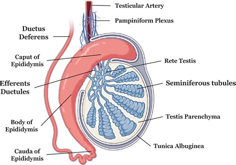 Frontiers Biomaterials For Testicular Bioengineering How Far Have We