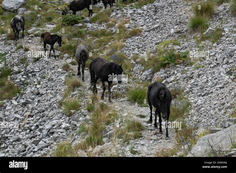 Una Mandria Di Cavalli Selvatici In Linea Su Un Sentiero Che Passa Come