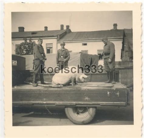 FOTO SOLDATEN DER Luftwaffe Mit Einem Requirietem Schwein Auf Einem LKW