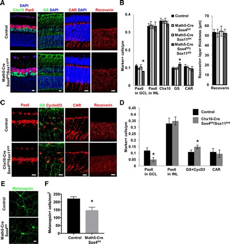 Sox411 Deletion Does Not Affect Other Neuronal Cell Numbers In The Download Scientific Diagram