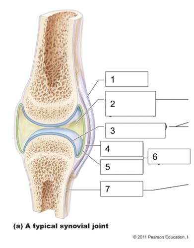 Synovial Joint Image Flashcards Quizlet