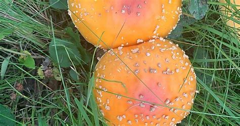 Forbidden Sesame Seed Buns Imgur