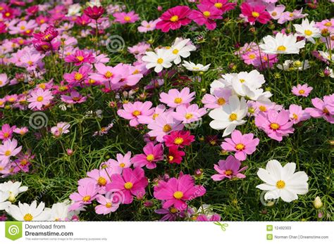 Campo Cor De Rosa Do Cosmos Imagem De Stock Imagem De Detalhe Planta