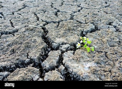 Cracked Soil Drought Plant Climate Change Impact Lack Of Water Global