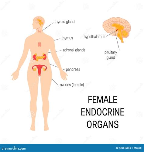 Órganos Endocrinos Femeninos Vector Simple Infographic En Estilo Plano