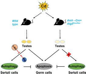 Autophagy In Sertoli Cell Protects Against Environmental Cadmium