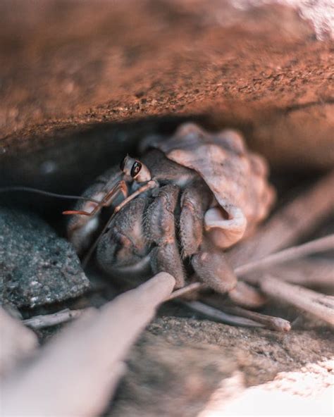 How Do Hermit Crabs Mate TROPICAL FISH ANSWERS