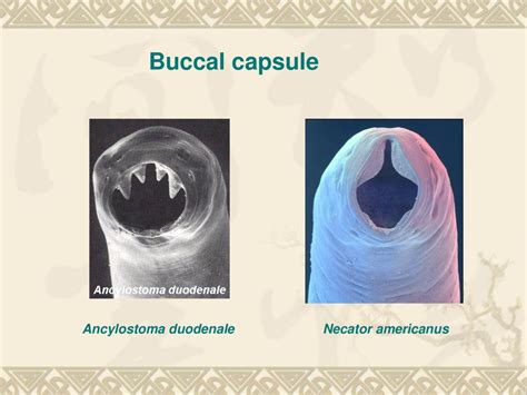 Ancylostoma Braziliense Buccal Capsule