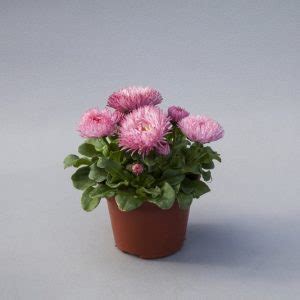 BELLIS Perennis BAM BAM ROSE Muller Seeds