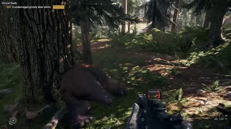 Far Cry 5 Clinical Study Get Undamaged Grizzly Bear Skin Location