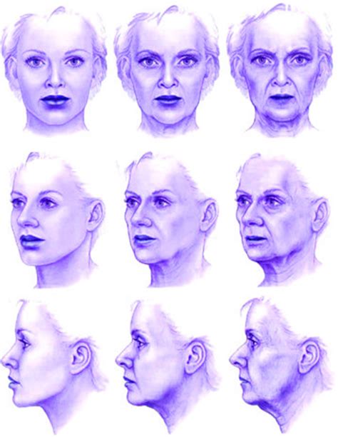 Aging Of Female Face Representation Of Aging Of A Female Face Left Download Scientific