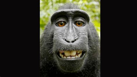 If A Monkey Takes A Selfie, Who Owns The Copyright? – Outside the Beltway