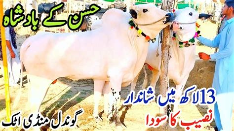 Gondal Mandi Latest Update Fatehjhangi Or Cross Bulls Latest Rate On