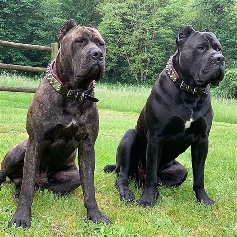 Pin On Pets Cane Corso Dog Corso Dog Cane Corso