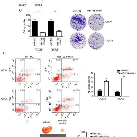 Mir Upregulation Inhibits Oscc Cell Proliferation And Induces Cell