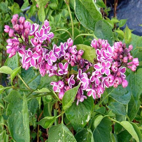 OnlinePlantCenter 3 gal. Bicolor Sensation Common Lilac Shrub-S4175G3 ...