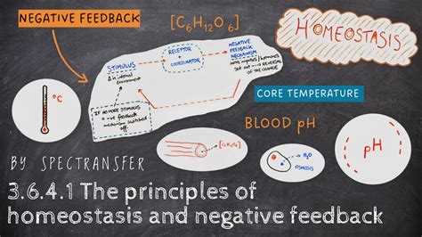 Easy Revision Aqa A Level Biology 3 6 4 1 The Principles Of Homeostasis And Negative Feedback