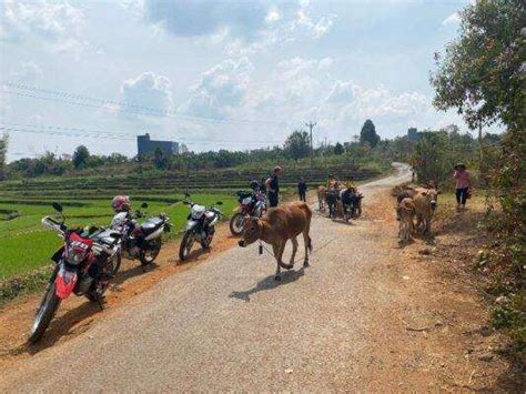 Vietnam Guided Motorbike Tour Hoi An To Dalat Days