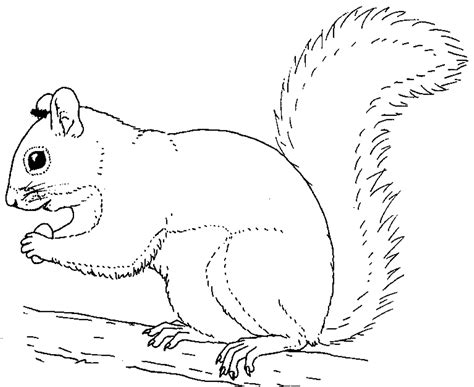 Squirrel Colouring Pages