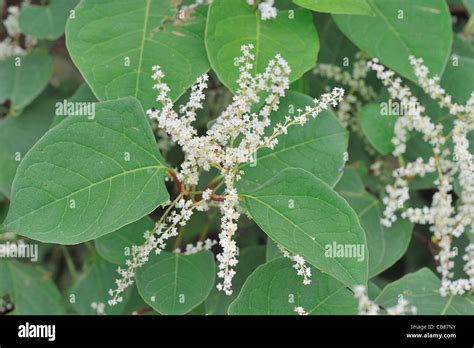 Japanese Knotweed Fallopia Japonica Polygonum Cuspidatum Invasive