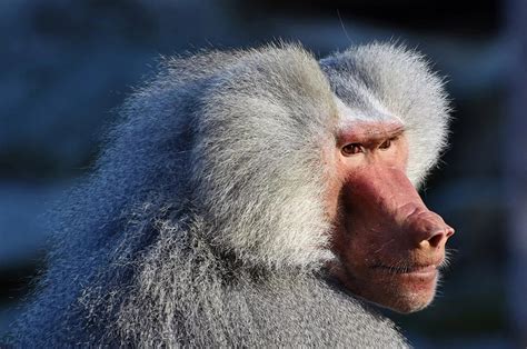 Baboons 30 Amazing Facts Info And Pictures