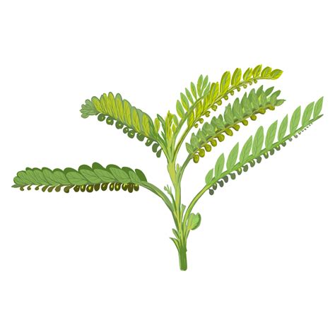 Phyllanthaceae Png Phyllanthaceaepsd Pngtree