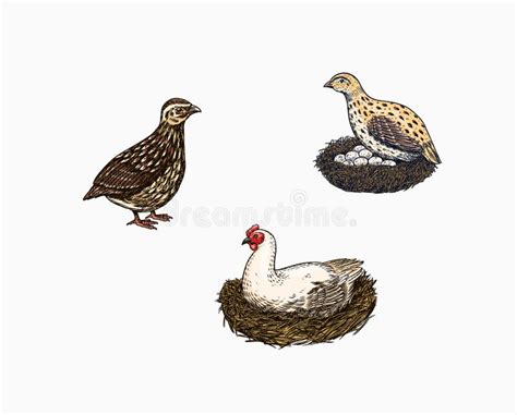 Domestic Chicken Bird Turkey Guinea Fowl Goose Duck Quail Hand Drawn