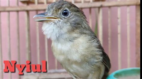 Burung Flamboyan Gacor Ngebren Rapat Nyerecet Nyiul Emosi Cocok Buat