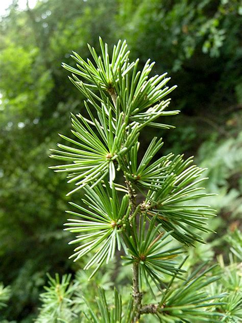 HE Cèdre de l Atlas Cedrus atlantica BIO Centre Alfa Omega