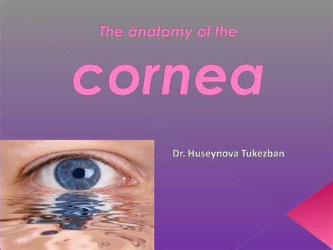 Anatomy Of The Cornea Ppt