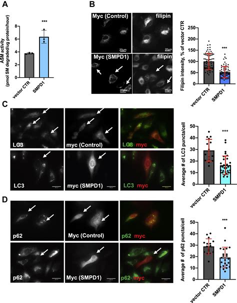 Enrichment Of Npc Deficient Cells With The Lipid Lbpa Stimulates