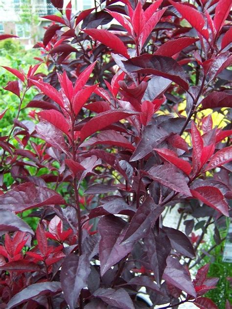 Plantfiles Pictures Prunus Dwarf Red Leaf Plum Purple Leaf Sand